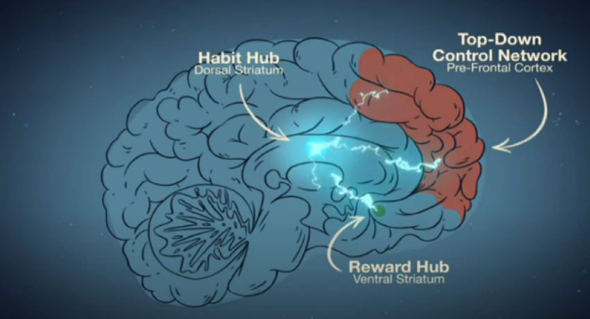 Your brain while gambling